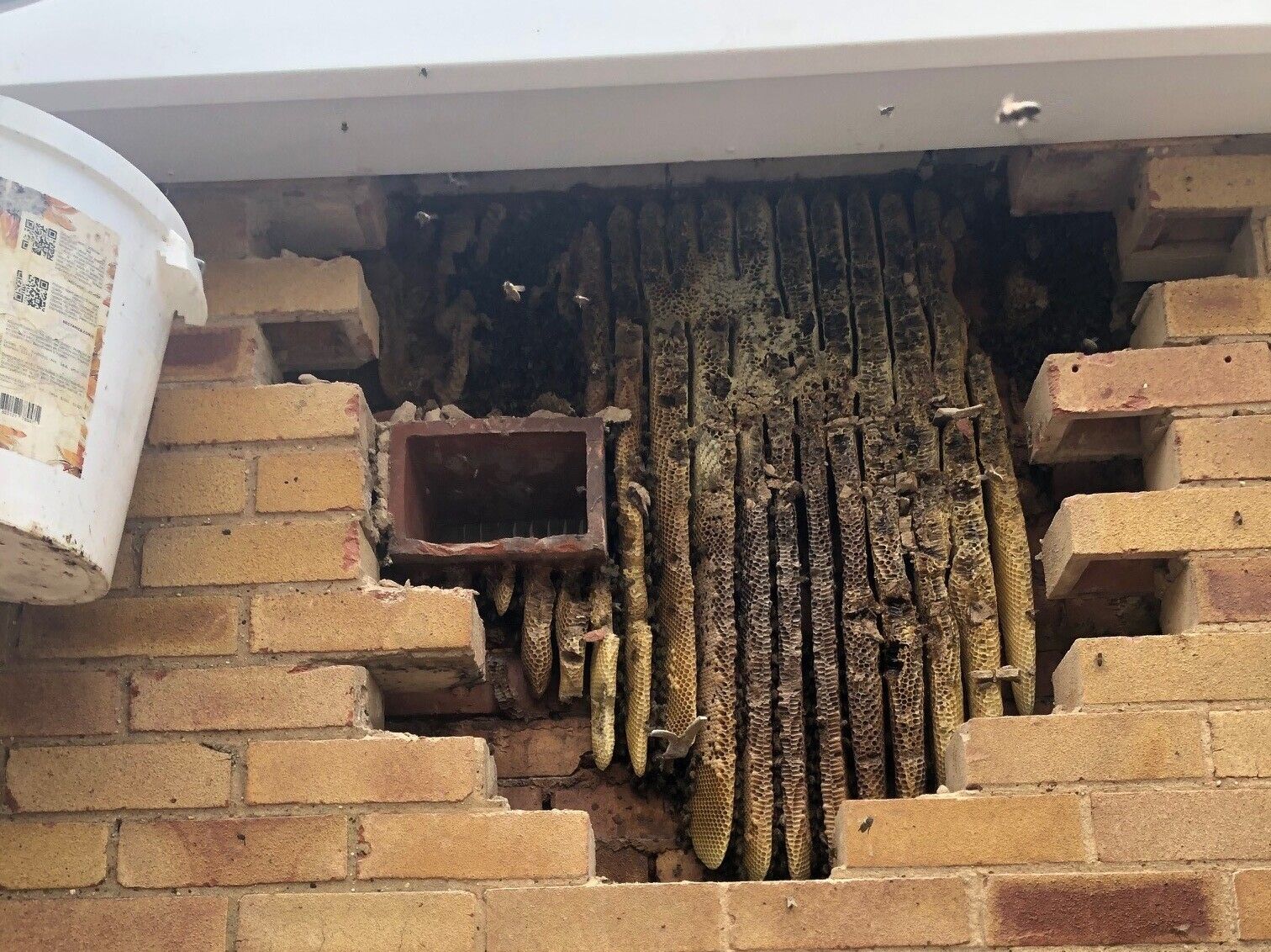Honey bee hive behind some bricks in a wall